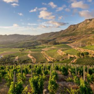 Klein Constantia Vin de Constance 2020 (50cl) - Afbeelding 2